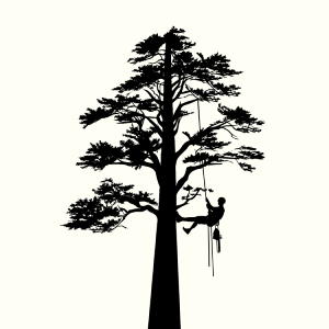 louisville-tree-services-tree-arborist