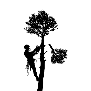 louisville-tree-services-tree-branch-trimming