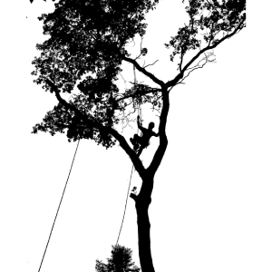 louisville-tree-services-tree-climbing
