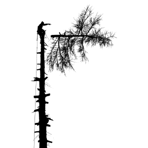 louisville-tree-services-tree-cut
