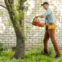 louisville-tree-services-tree-trimming