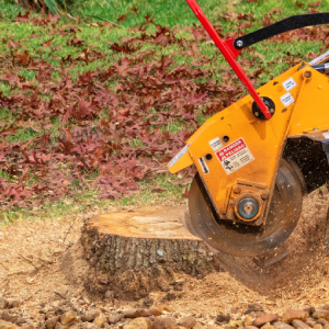tree-removal-louisville-ky-stump-removal