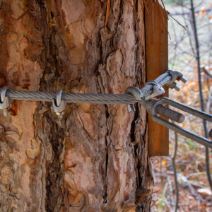 tree-removal-louisville-ky-tree-cabling