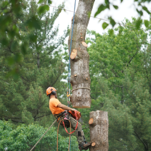 tree-removal-louisville-ky-tree-removal