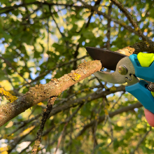 tree-removal-louisville-ky-tree-trimming