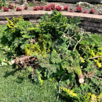 louisville-tree-services-brush-removal