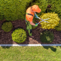 louisville-tree-services-bush-trimming