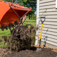 louisville-tree-services-shrub-removal