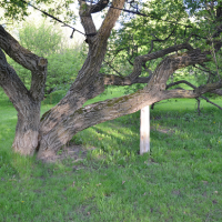 louisville-tree-services-tree-cabling