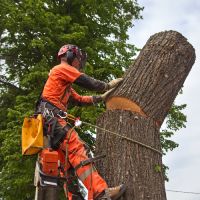 louisville-tree-services-tree-removal